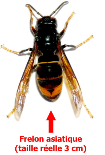 La campagne de piégeage de printemps du frelon asiatique est achevée.